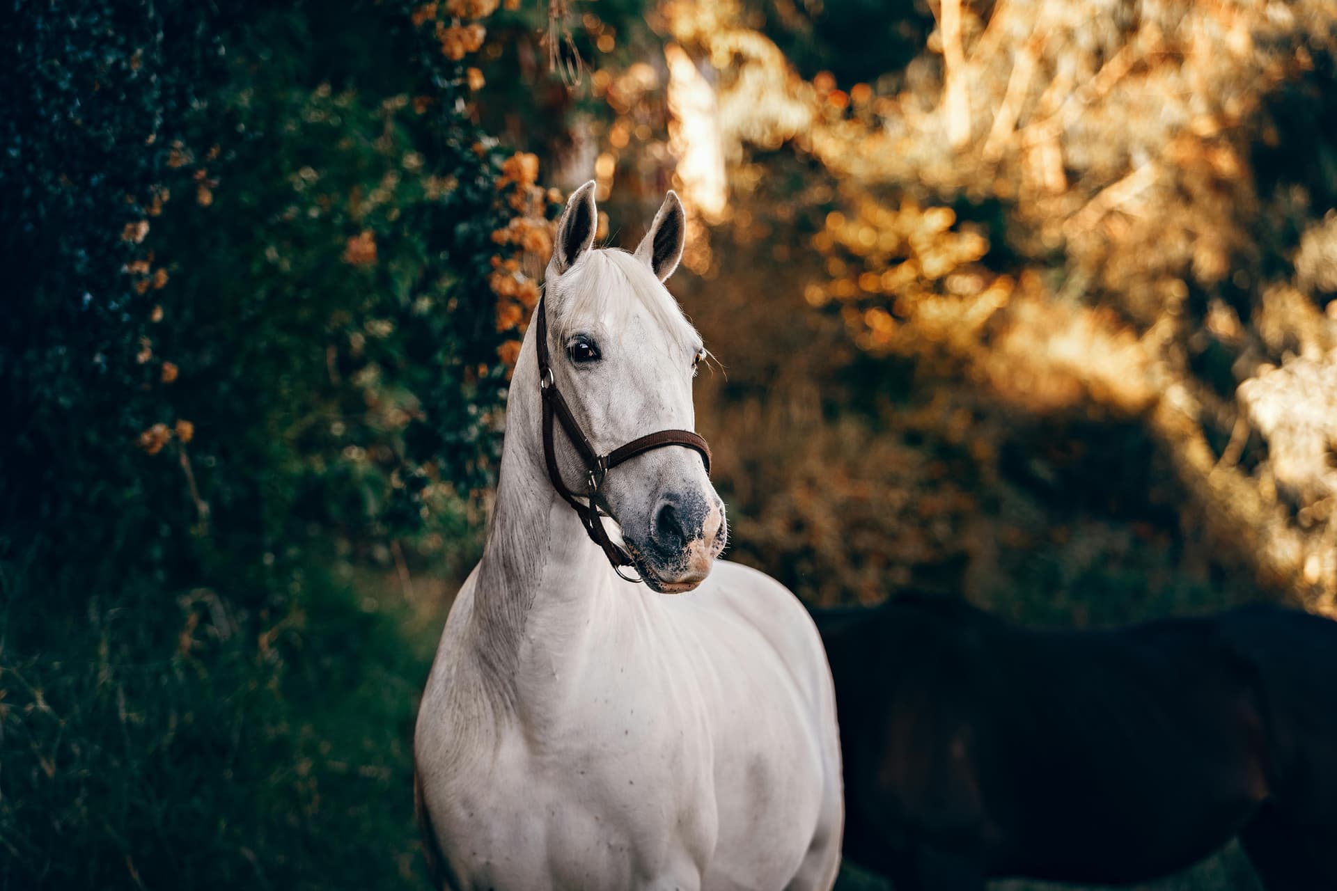 Recorrido a Caballo por Velo de Novia